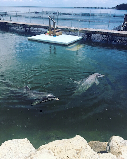 dolphins2