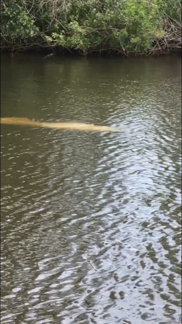 manatees